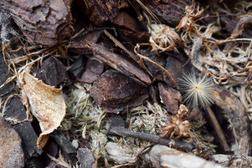 Wooden pieces of bark close up. The natural material of the wood pieces of tree bark. Bark background, suitable for vertical design concepts