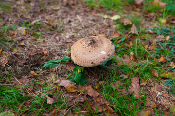 Seta, Monte Ulia, Donostia San Sebastian