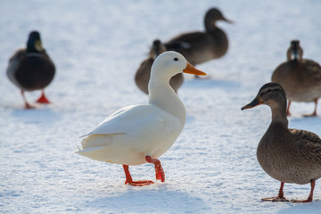 Wild duck mallard white rare mutant winter genetic mutation color