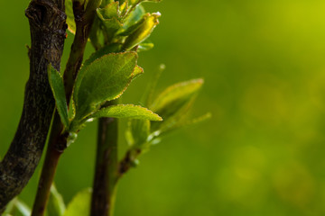 Blätter im Sonnenlicht