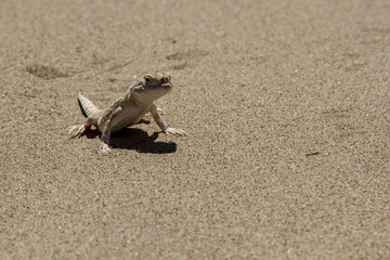Desert lizard on sand background. A lot of free space for text.