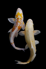 Two platinum koi fish with a black background