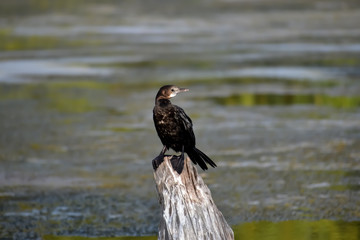 Cormorant bird