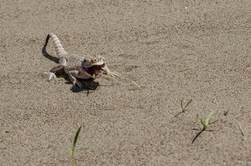 Lizard in the desert on the background of sand eats grass. A lot of free space for text.