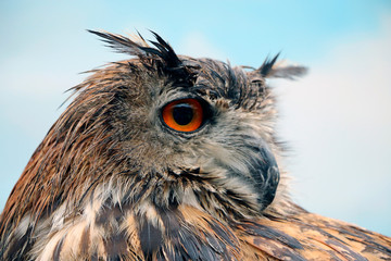 close up of an eagle owl