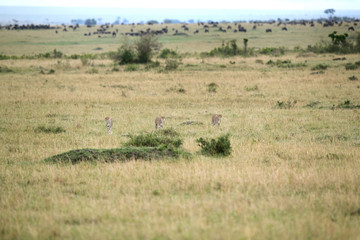 Naklejka na ściany i meble Malaika Cheetah with her sub-adult cubs in Masai Mara Grassland