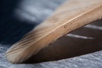 Fragment of bird's feather with water drops.