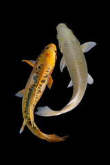 Two platinum koi fish with a black background