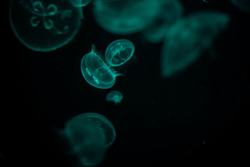 Jellyfish