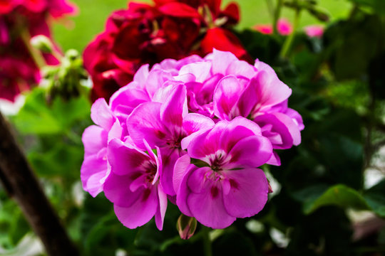 Beautiful pink geranium flowers in a pot on a green background.