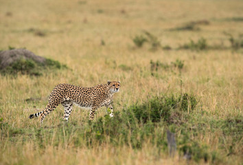 Malaika Cheetah in Masai Mara Grassland