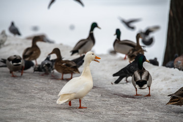 Wild duck mallard white rare mutant winter genetic mutation color