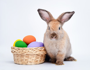 Cute little brown rabbit and a basket with Easter eggs. On a white background. Festival concept