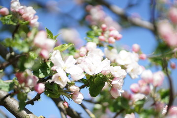 Fototapeta na wymiar Close up of white pink Apple blossom against blue sky in spring 