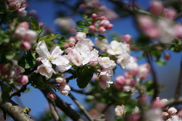 Close up of white pink Apple blossom against blue sky in spring      