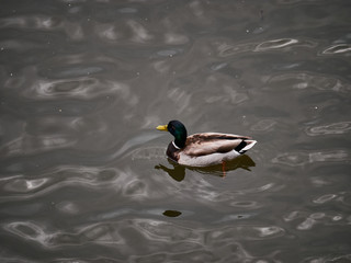 wild duck Anas platyrhynchos on the water