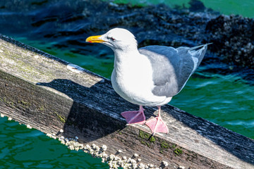 Seagull
