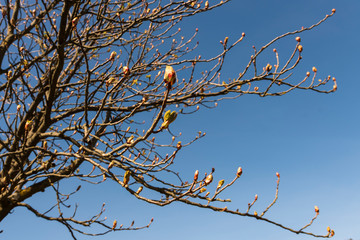 tree branches against blue sky