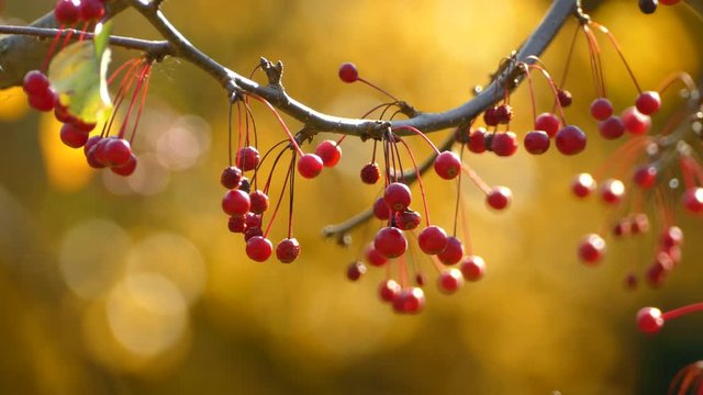 Red berries on bright autumn day with pretty bokeh background