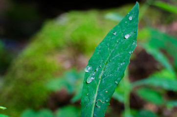 Green leaf with dew and rain drops in natural environment in forest. Nature wakes up and summer begins. Close up and copy space.