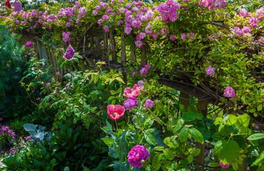 Flowers Growing on Wooden Fence In Garden,Independence,Texas, USA