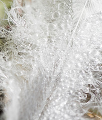 Gouttes d'eau sur plume blanche