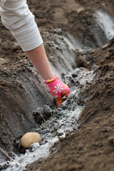 A female hand in a colorful glove lays potatoes in a ditch sprinkled with ash for fertilizer. The process of growing potatoes on a home garden
