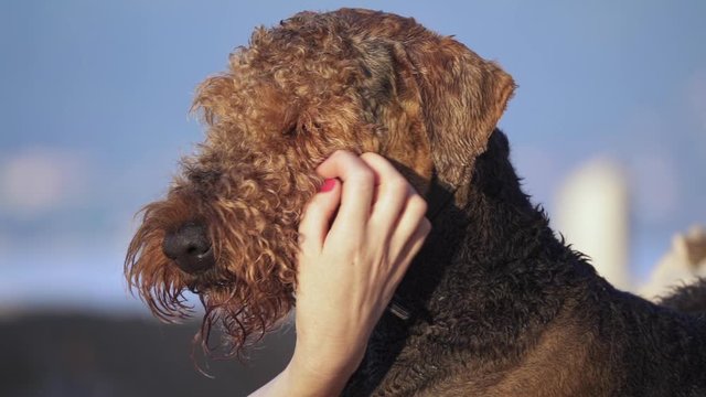 Woman petting her dog in slow motion - Airedale terrier