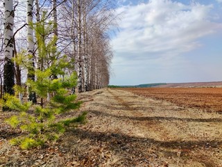 a road leading between a slender row of trees and a field on a spring and sunny day