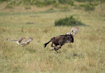 Maialka cheeta and cub hunting wildebeest, Masai Mara