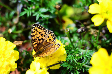 Butterfly on yellow flower in green garden in summer time. Beautiful nature.Macro and close up.