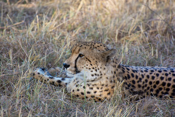 Chhetah (Acinonyx jubatus) on dry grassland in the African bush