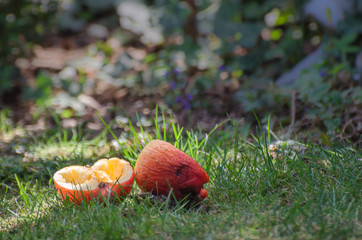 angefressener Apfel im Gras