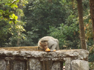 monkey