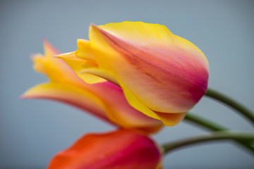 Tulip flowers on concrete background with copy space