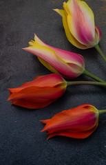 Tulip flowers on concrete background with copy space