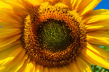 Bright  sunflower flower on sunny summer day with blue sky