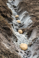 Potatoes laid in ash-fertilized holes in a row. The process of spring planting potato tubers in the garden