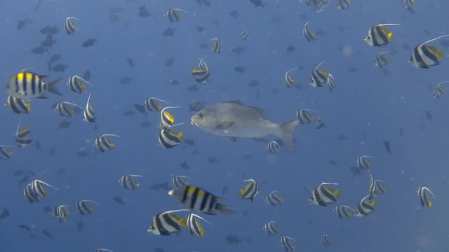 Two-spot red snapper in the school of schooling bannerfish in the blue sea. Indian ocean, Maldives. 4K