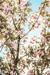 Pink flowers on sky background.