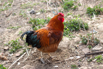 Rooster walks on the grass