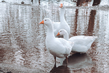 Obraz premium Three white geese stand in the water