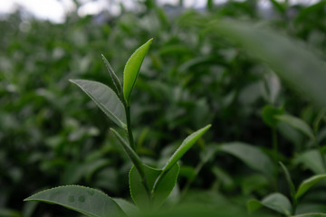 Green tea