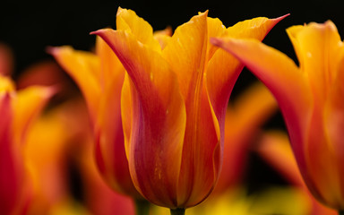 Orange tulip closeup, England, Europe