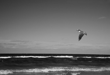 little wild seagull flying against the rough Baltic Sea in Poland on a sunny day