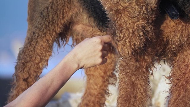 Woman playing with her dog in slow motion - Airedale terrier