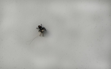 A close up look at a small black jumping spider with its lunch on a grey background with lots of copy space. Bokeh.