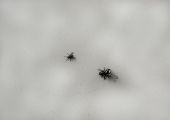 A fly and a jumping spider with its catch on a white background with lots of copy space. Bokeh.