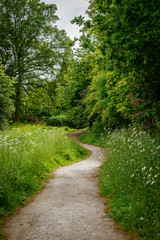 path in the forest