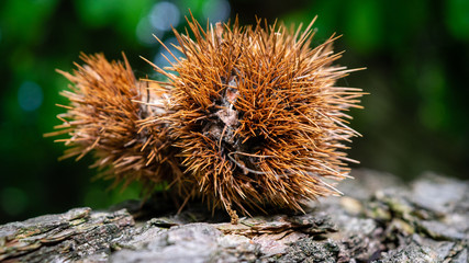 close up of a chestnut, England, Europe